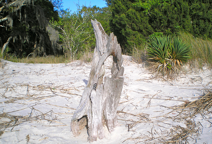 Jekyll island, Georgia, legno alla deriva, parte dell'albero, Resort, spiaggia, mare