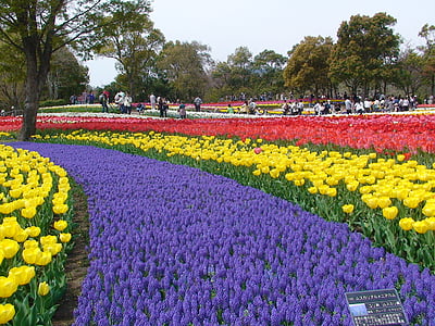 Тюльпани, sansen парк Кісо, Префектура Ґіфу