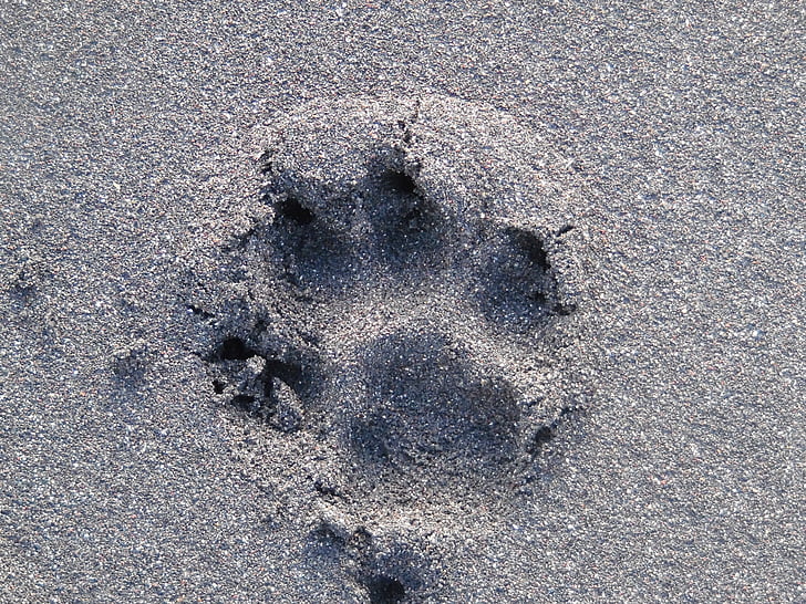 fotavtrykk, hunden, strand sand