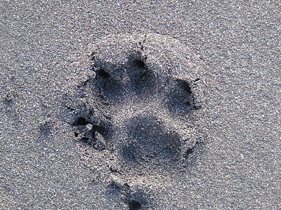 amprenta, câine, plaja de nisip