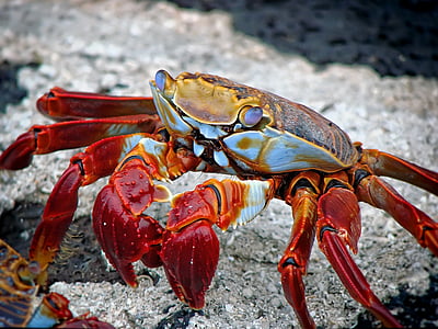 crabe, animal, aquatique, archipel, plage, Équateur, Équateur