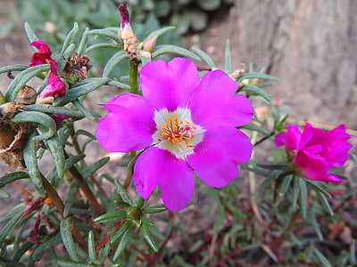 Portulaca grandiflora, gėlė, portulakgewaechs, vasaros gėlių