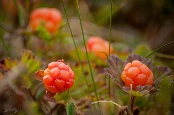 Cloudberry bush üretir, çilek, Berry, doğa, Jack, Bataklık, Lapland