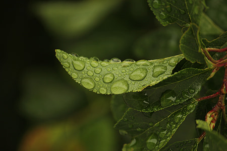 leaves, rain, nature, rain drops, green, water, leaf