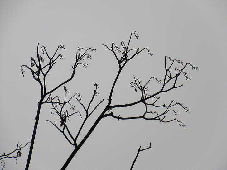 branches, silhouette, filigrane, élégant, hiver, Kahl, nature