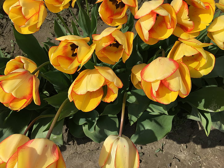 amarillo, tulipanes, ciudad de tulipán, Washington, Estados Unidos, primavera, flor