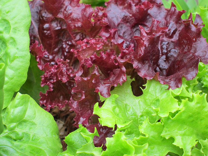 lettuce, plant, green, organic, vegetable, garden, food