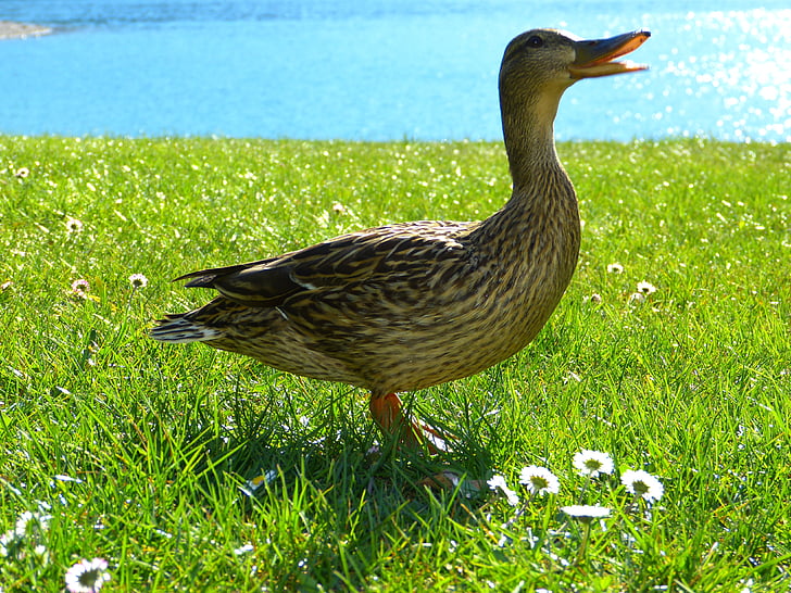 duck, mallard, croaking, bird, nature, water, water bird