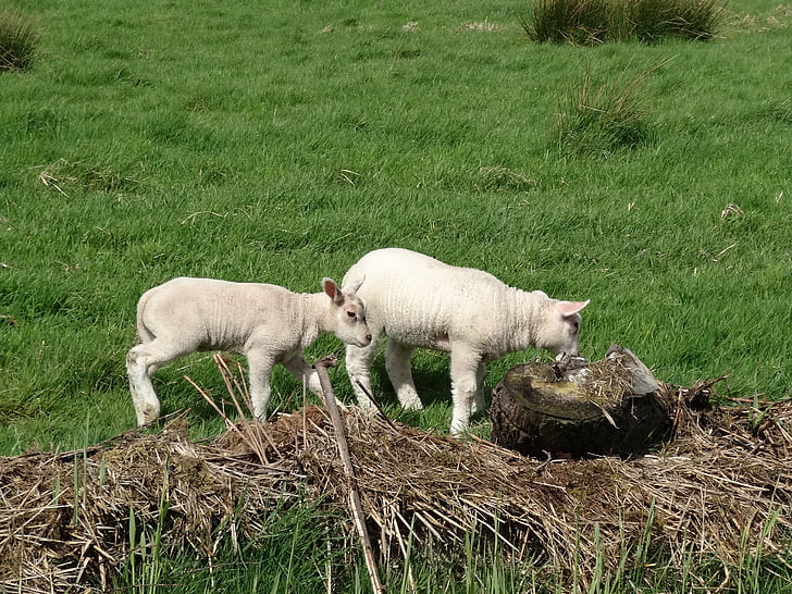 lamb, sheep, meadow, animal, grass, green, countryside