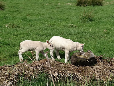 lamb, sheep, meadow, animal, grass, green, countryside