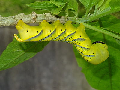 Caterpillar, mariposa, insectos, colgante, naturaleza