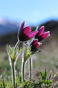 Hoa hoang dã, núi, anemone, màu tím, Thiên nhiên, Hoa, thực vật