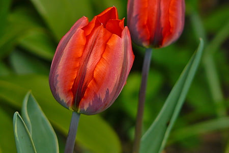Tulip, mùa xuân, Hoa, Hoa, nở hoa, thực vật, Blossom