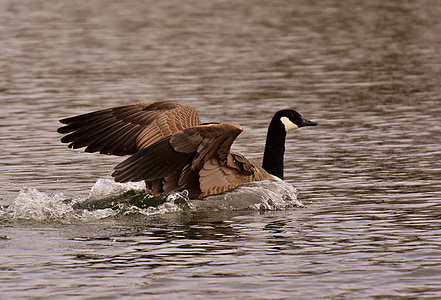 wild goose, landing, water, bird, nature, animal world, water bird