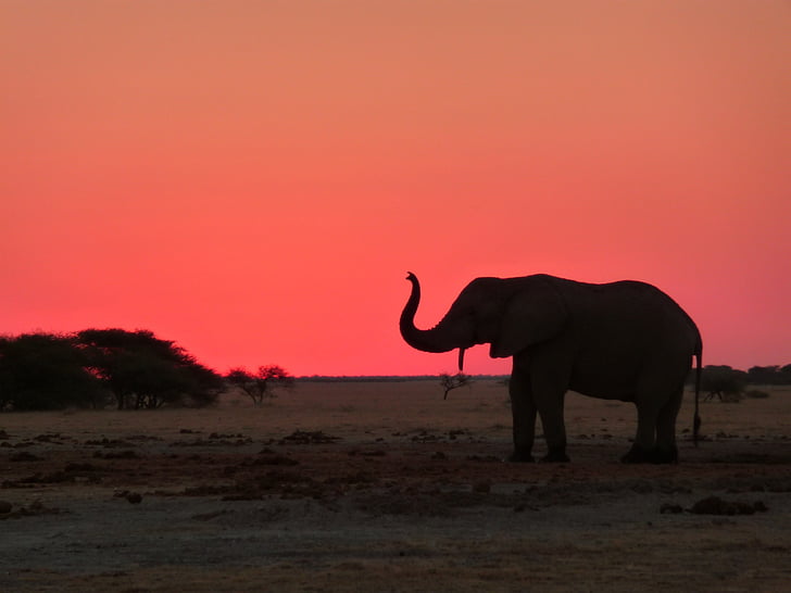 Afrikaanse, olifant, nationaal park, Safari