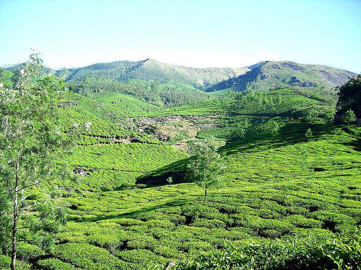 tējas plantācija, tējas dārzs, kalns, dārza, tēja, Munnar, Kerala