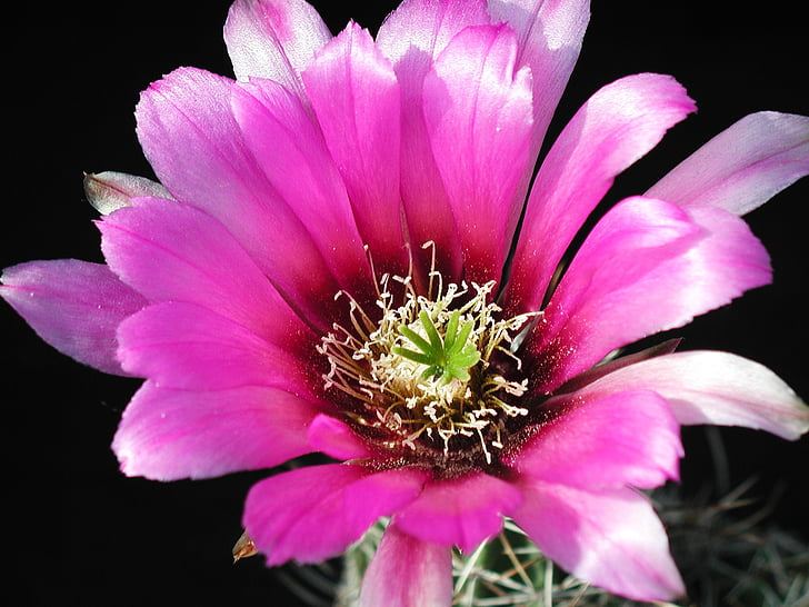 fleur de cactus, Cactus, fleur, nature, flore, belle, Couleur