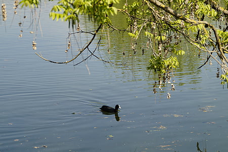 coot, idyll, idyllic, quiet, rest, relaxation, water