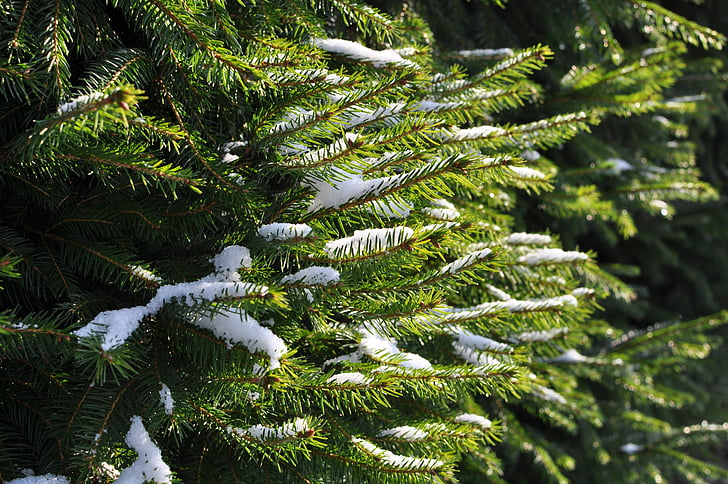 fir, spruce, branches, snow, sunlight, branch, winter