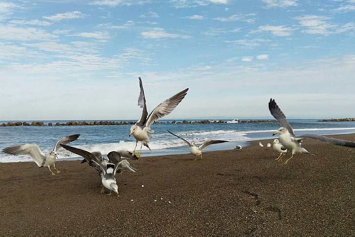 sea, beach, sky, sea gull, birds of the sea, wild birds, wild animal
