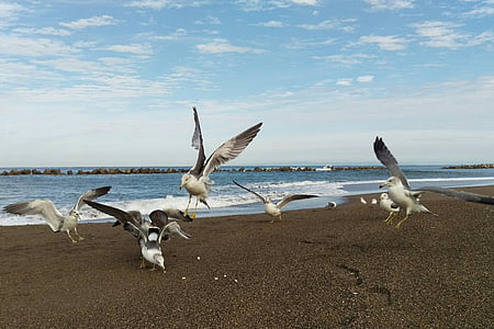 morze, Plaża, niebo, Sea gull, ptaki na morze, dzikie ptactwo, dzikie zwierzę