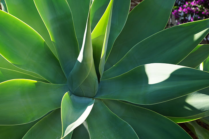 agave, plant, green, agavengewächs, cactus, leaves, pointed