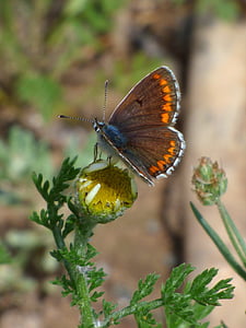 나비, aricia cramera, 갈색 머리, 남부 moreneta, libar