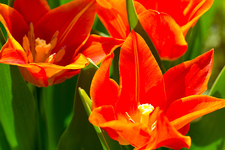 tulipanes, flores, naranja, primavera, naturaleza, zwiebelpflanze