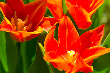 tulipes, fleurs, orange, printemps, nature, zwiebelpflanze