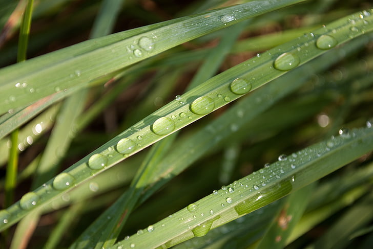dew, foliage, grass, drop, drops, dewdrop, macro