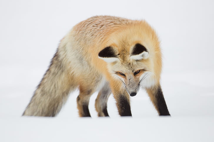 crvena lisica, portret, biljni i životinjski svijet, priroda, snijeg, Zima, lov
