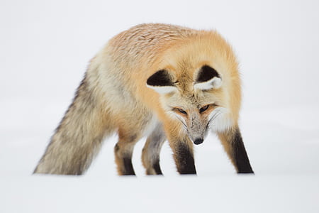 red fox, portrait, wildlife, nature, snow, winter, hunting