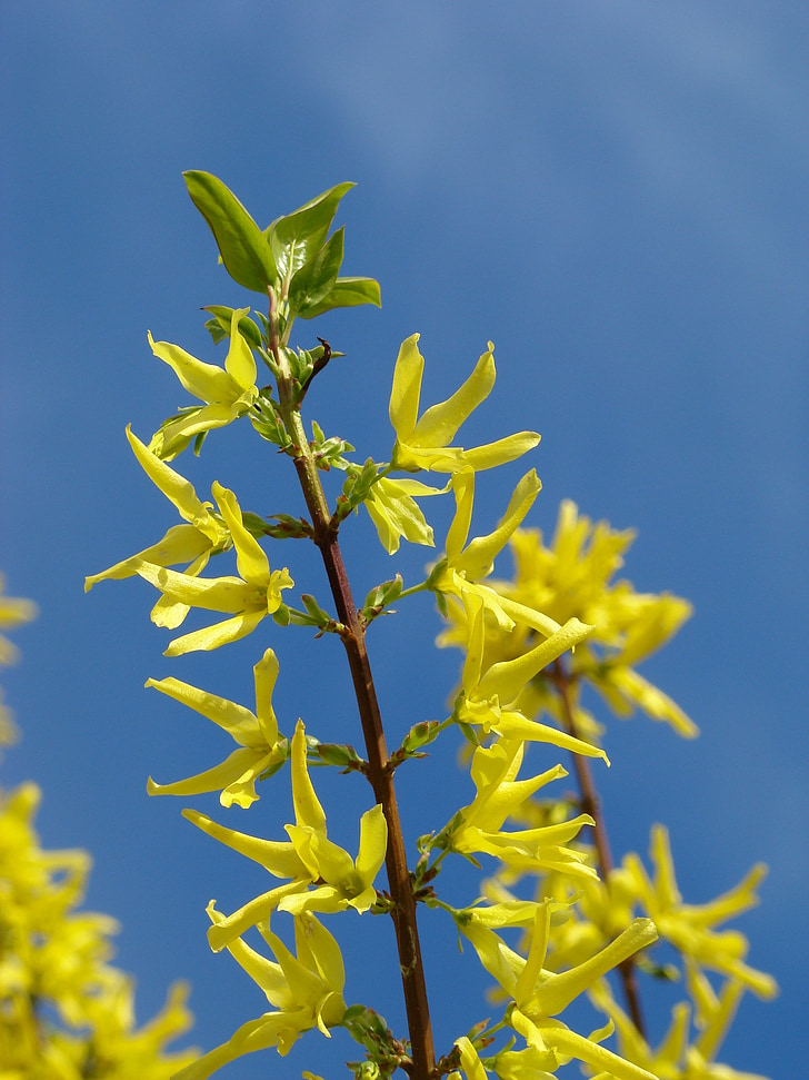 Forsythia, amarelo, flor, Primavera, Bush