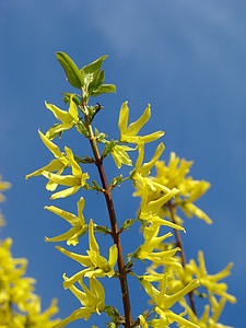 forsythia, yellow, bloom, spring, bush