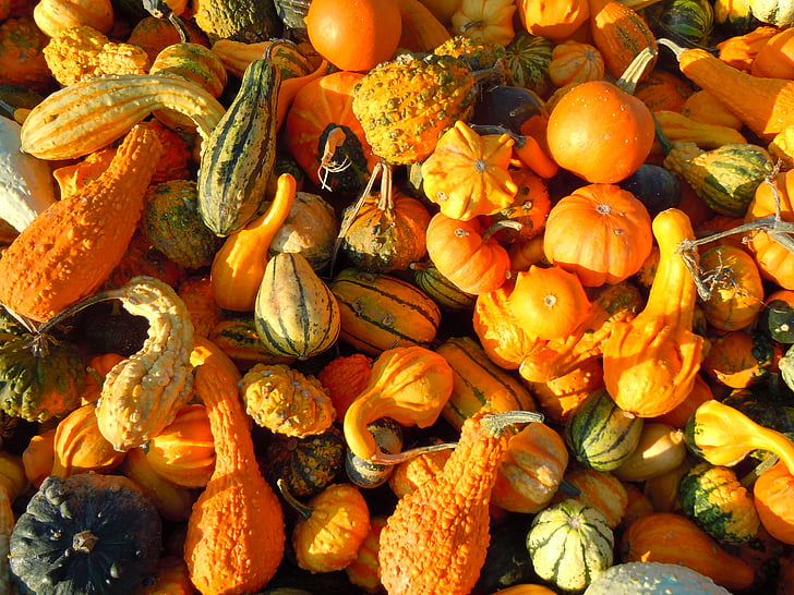 pumpkin, autumn, gourd, vegetable, food, nature, orange Color