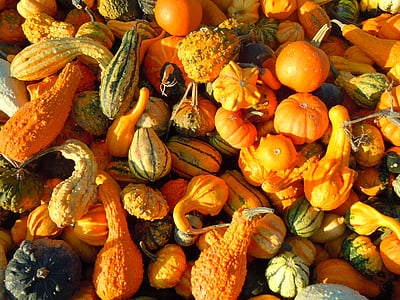ฟักทอง, ฤดูใบไม้ร่วง, มะระ, ผัก, อาหาร, ธรรมชาติ, สีส้ม