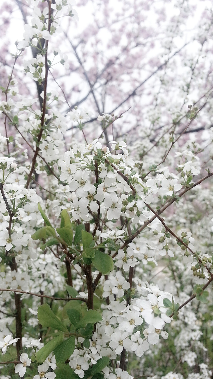 hvide blomster, hvid, forår, blomster