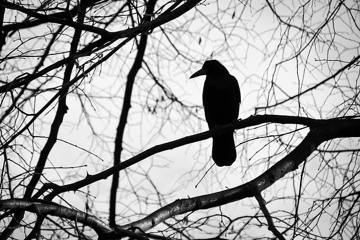 bird, tree, black and white, sadness, nature, beak, fly