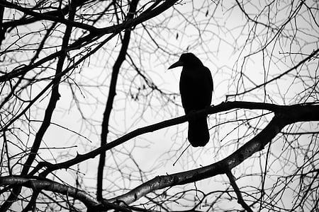 pasăre, copac, alb-negru, tristeţe, natura, cioc, zbura