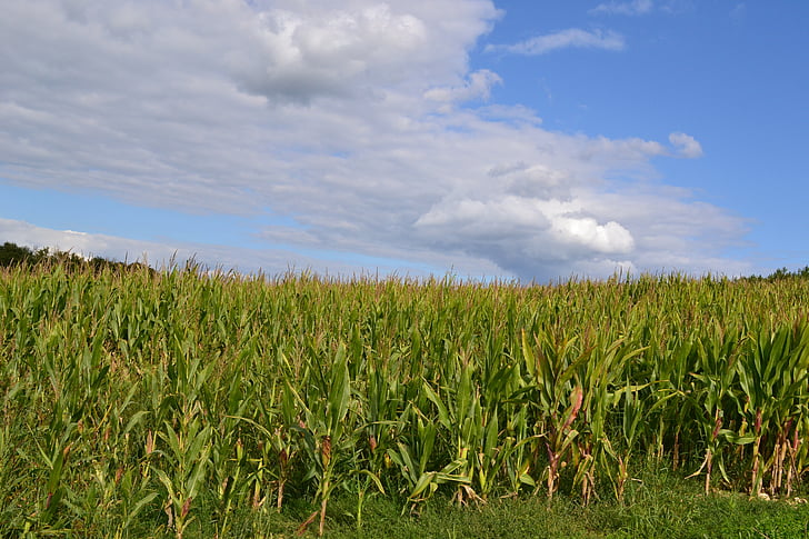 campos de maíz, campo, agricultura, paisaje, campos, cereales, pero sunny