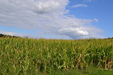 kukuričné polia, pole, poľnohospodárstvo, Príroda, polia, obilniny, ale slnečno