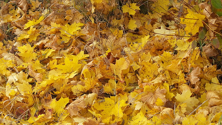 Ahorn-Blätter, Herbst, Blätter, Waldboden, Farbe, Herbstlaub, hell