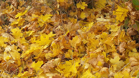 Javorjevi listi, jeseni, listi, gozdnih tleh, barva, padec listje, svetlo