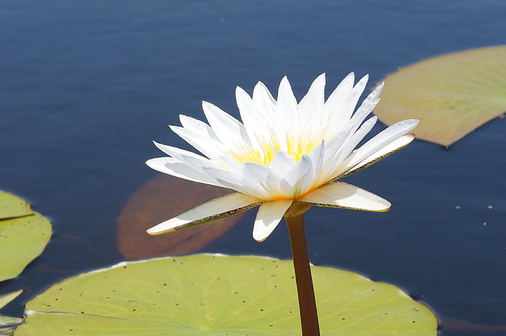 bloem, Afrika, Okavango, Botswana, water lily, natuur, waterlelie lotus