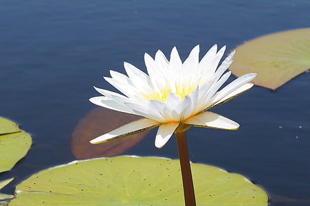 fleur, l’Afrique, Okavango, Botswana, lis d’eau, nature, nénuphars Lotus