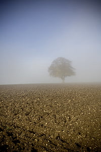 fog, dew, autumn, leaves, field, rays, morning