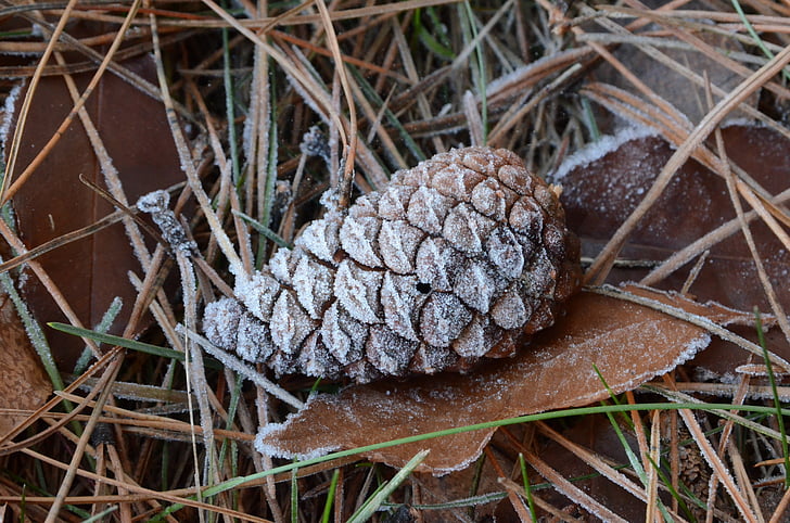 pinecone, seed, food, frost, winter, ripe, ice