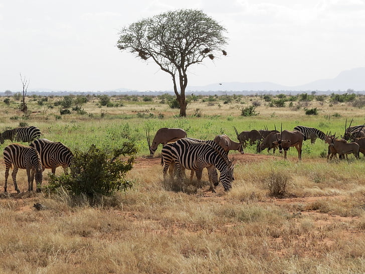 savanna, oryx, zebra, africa, safari, wildlife, antelope