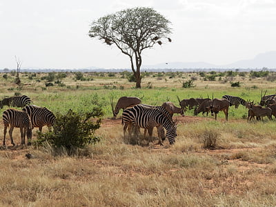 Sabana, Oryx, Zebra, Afrika, Safari, satwa liar, Antelope