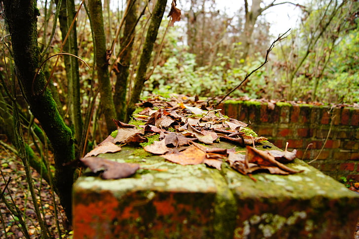 Есен, стена, листа, природата